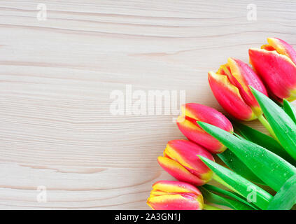Five red and yellow tulips with water drops on white wooden table. With copy space for text. For Valentine`s or Mother`s day, holiday,... Indoor photo Stock Photo